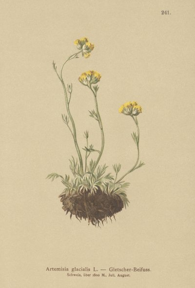 Glacier Wormwood by German School